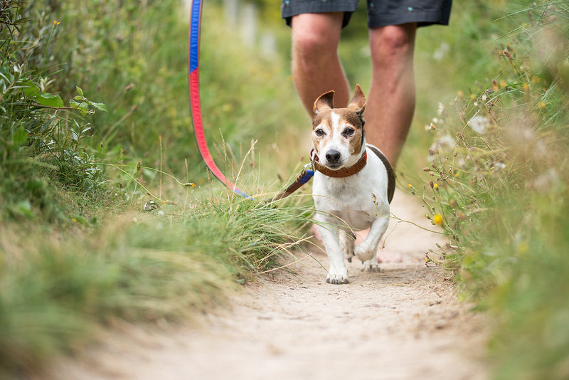 Sail Cloth Dog Lead